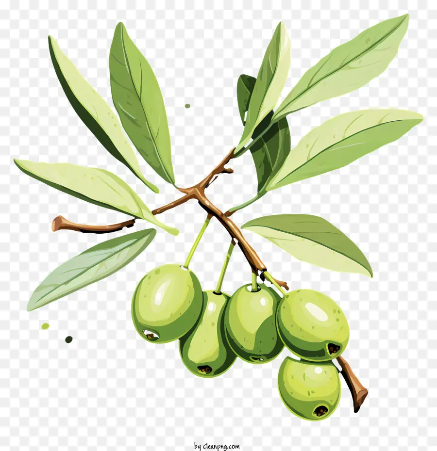 Branche D'olivier Dessinée à La Main，Olives Vertes PNG