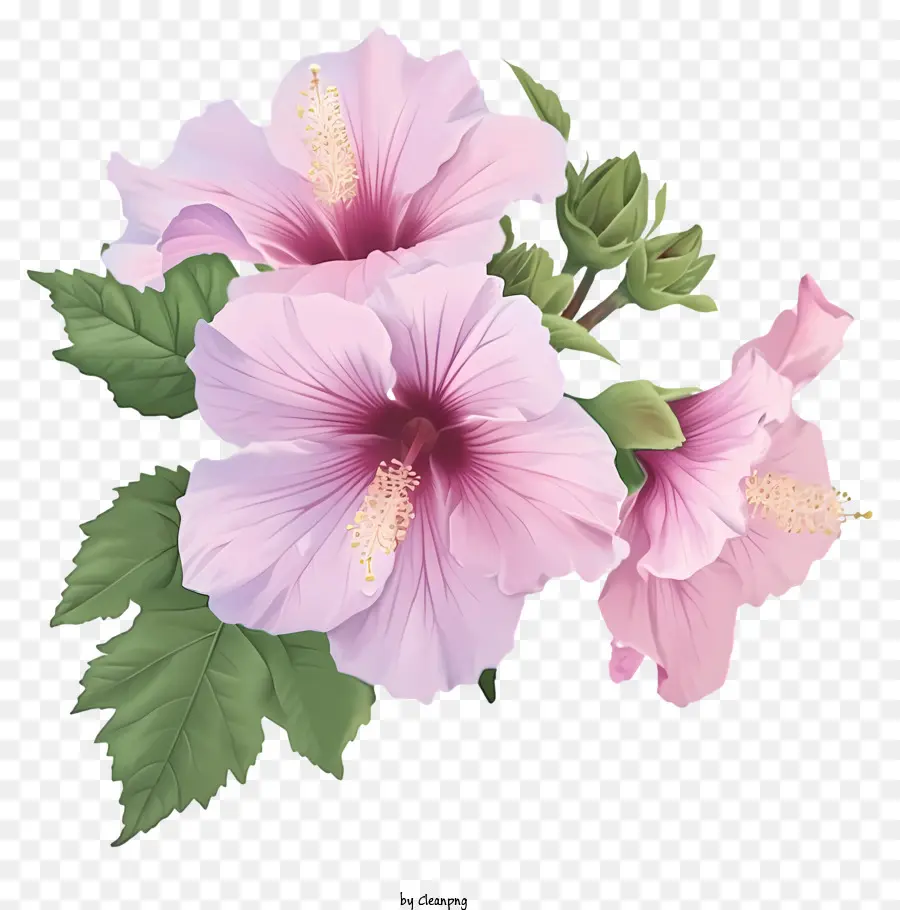 Rose Of Sharon Illustrer，Fleurs D'hibiscus PNG
