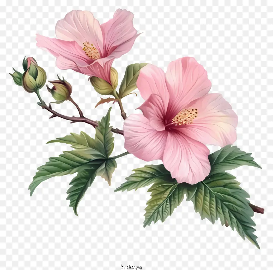 Rose De Sharon，Rose Fleur D'hibiscus PNG