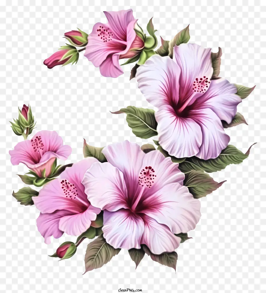 Dessin Animé Rose De Sharon，Hibiscus PNG