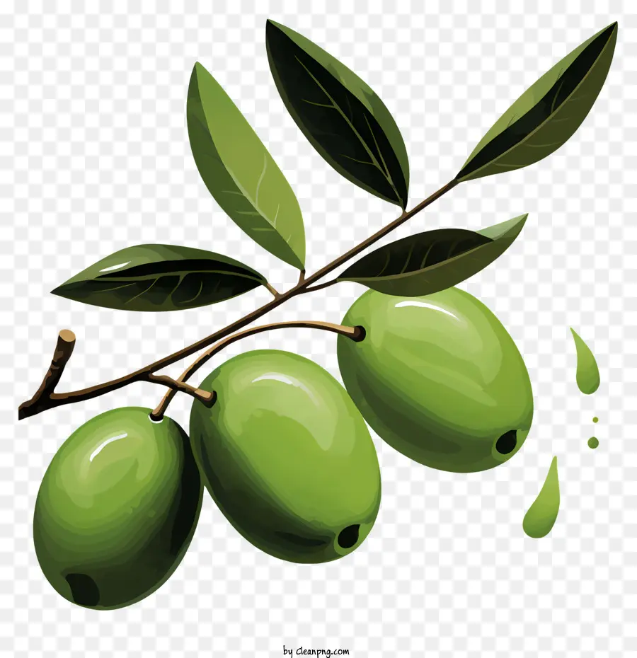 Aquarelle Olive Branch，Olives Vertes PNG