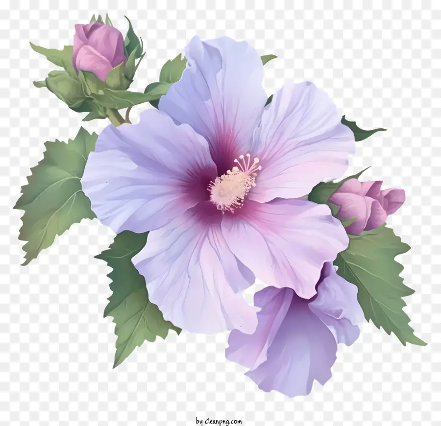 Rose Of Sharon Illustrer，Pourpre De Fleur D'hibiscus PNG