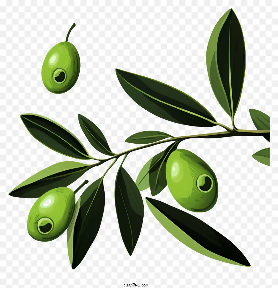 Branche D'olive Plate，Olives Vertes PNG