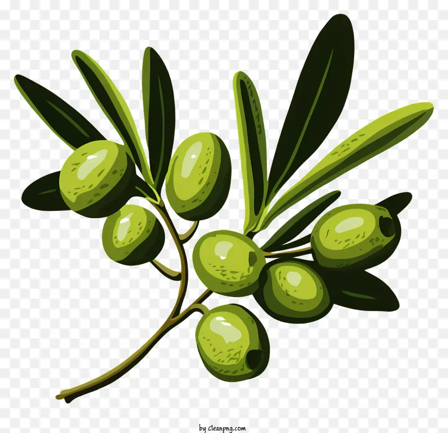 Branche D'olive Dessinée à La Main，Olives Vertes PNG