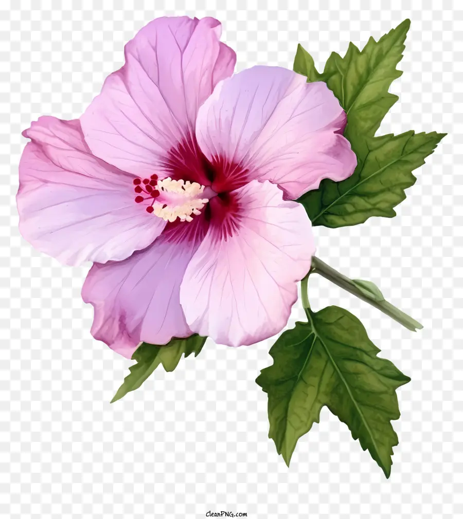 Rose D'aquarelle De Sharon，Rose Fleur D'hibiscus PNG
