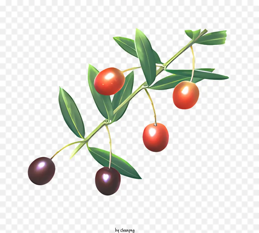 Fruits，Rouge Olives PNG