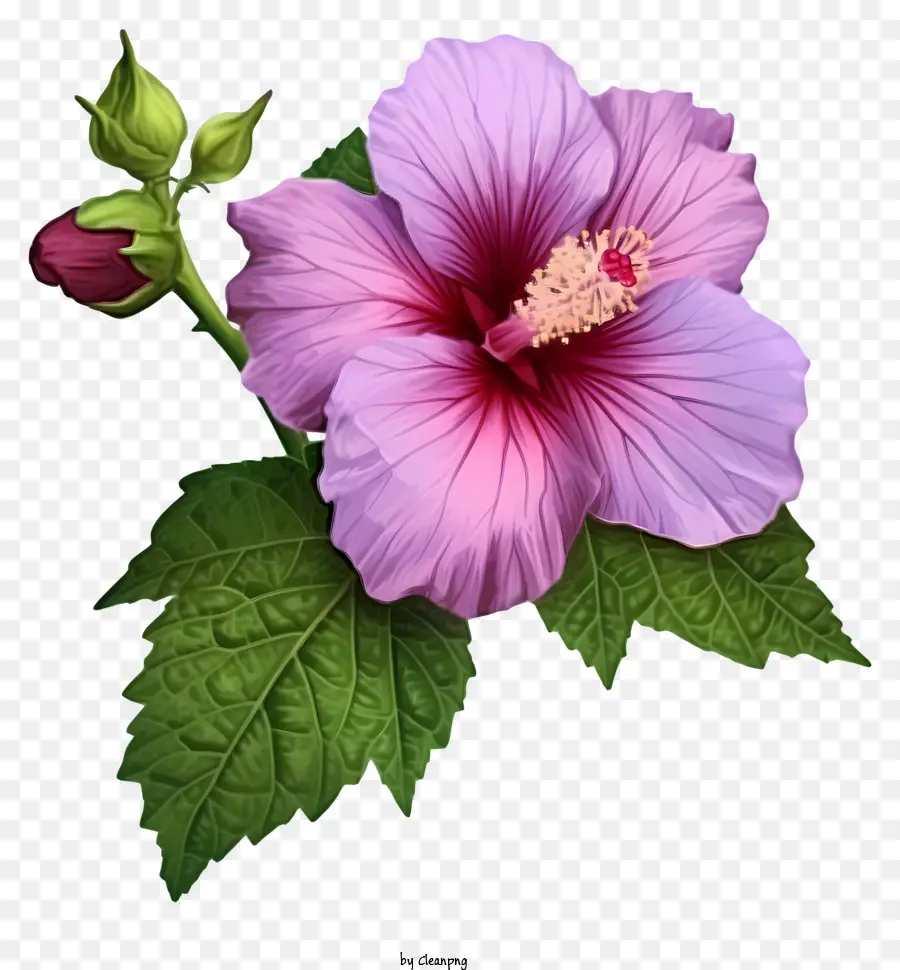 Cartoon Rose Of Sharon，Hibiscus Rose PNG