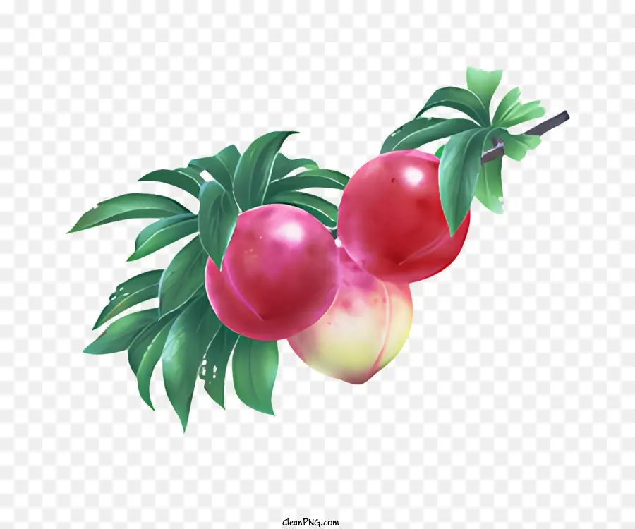 Fruit，Pêches PNG