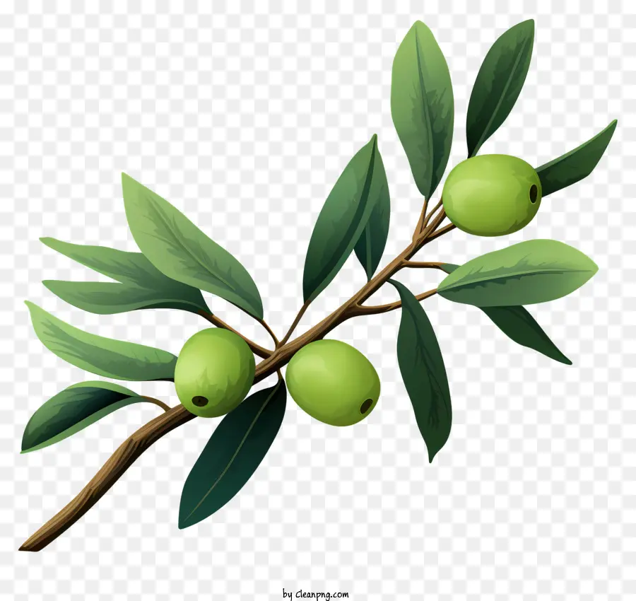 Branche D'olive Dessinée à La Main，Les Oliviers PNG