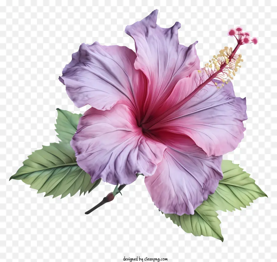 Psd 3d Rose De Sharon，Rose Fleur D'hibiscus PNG