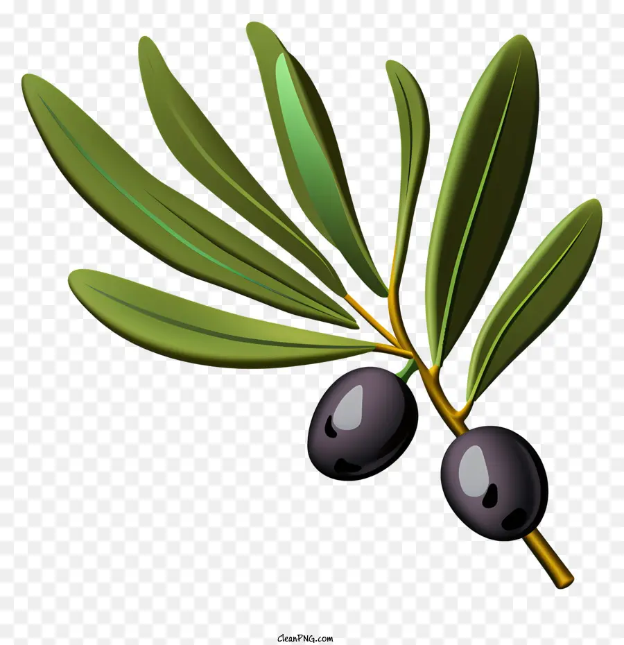 Branche D'olive Plate，Olives Vertes PNG