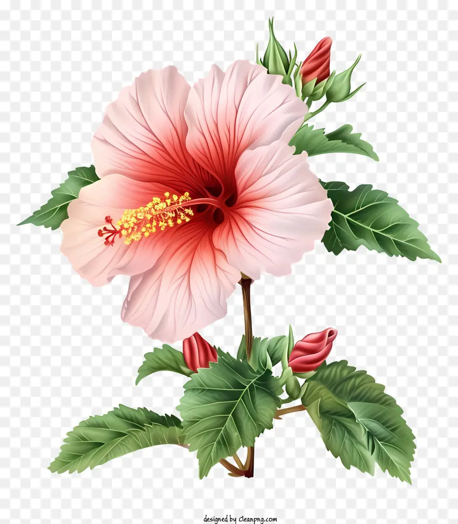 Rose Of Sharon Illustrer，Rose Fleur D'hibiscus PNG