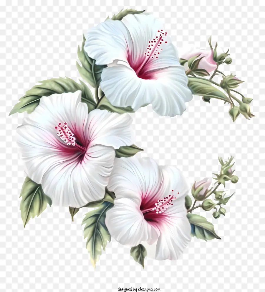 Cartoon Rose Of Sharon，Fleur D'hibiscus Blanc PNG