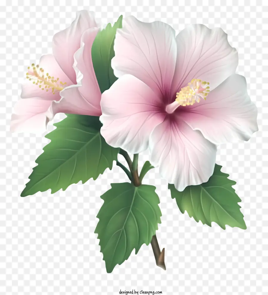 Rose Réaliste De Sharon，Rose Fleur D'hibiscus PNG
