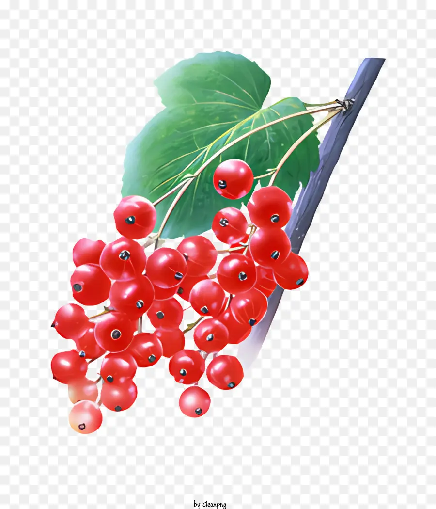 Fruits，Rouge Framboise PNG
