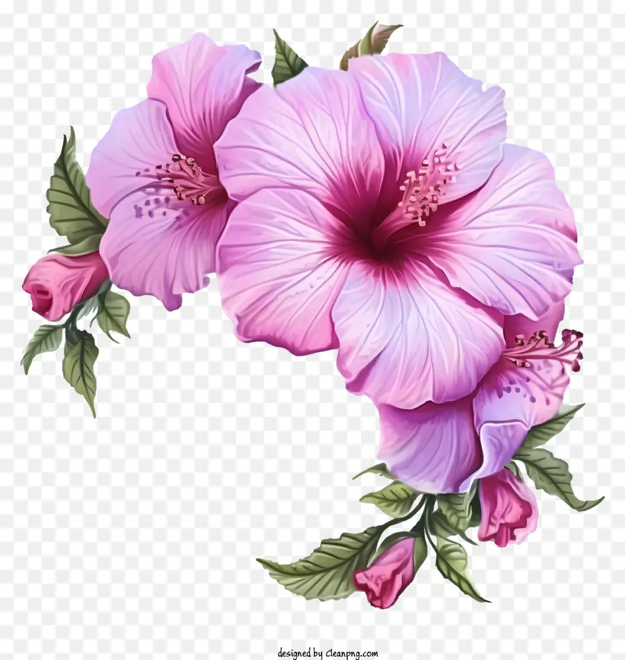 Cartoon Rose Of Sharon，Rose Fleur D'hibiscus PNG