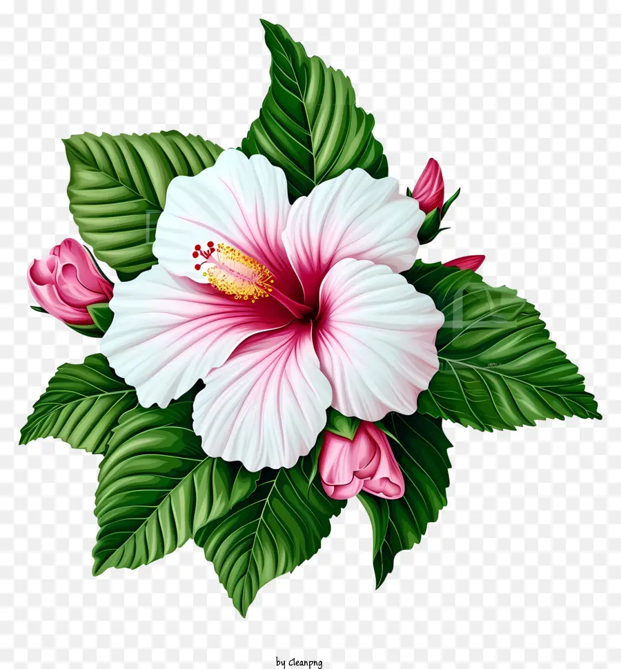 Icône Rose Of Sharon，Fleur D'hibiscus PNG