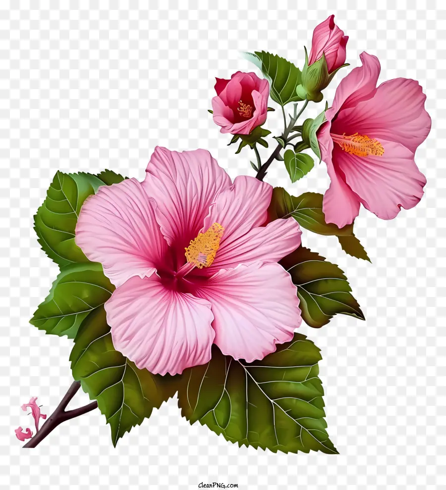 Rose De Sharon，Rose Fleur D'hibiscus PNG