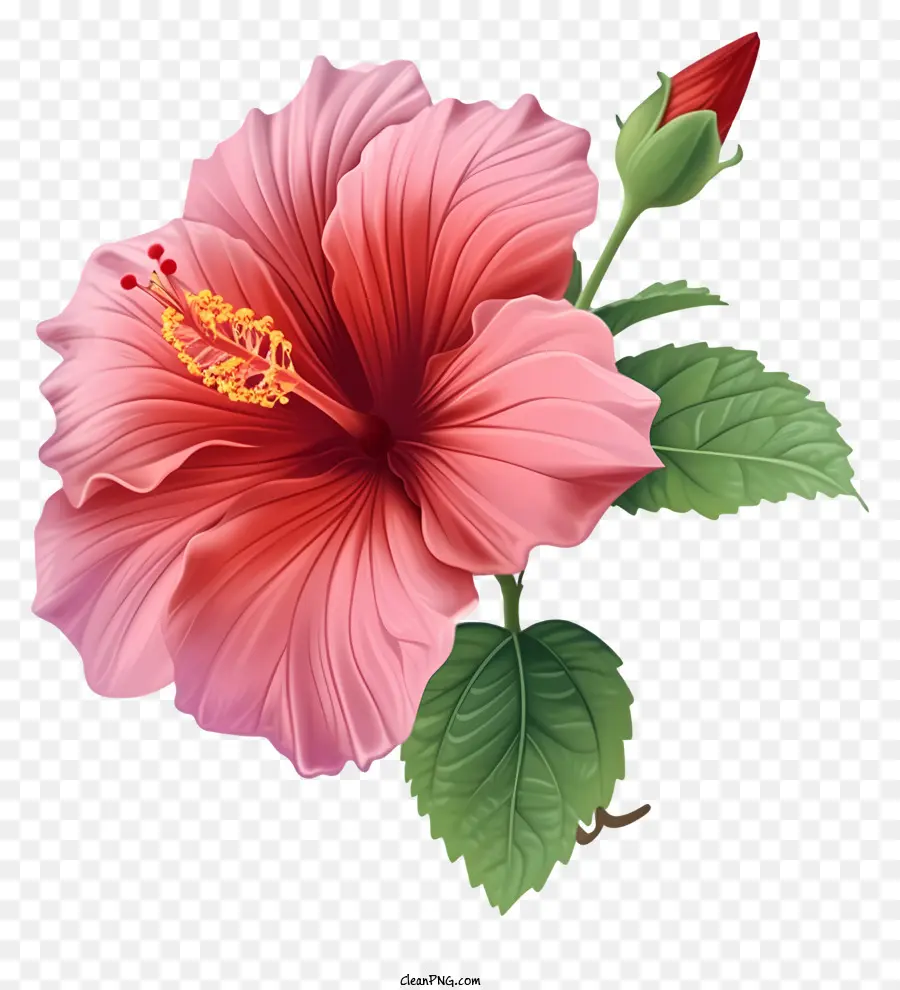 Rose Plate De Sharon，Rose Fleur D'hibiscus PNG