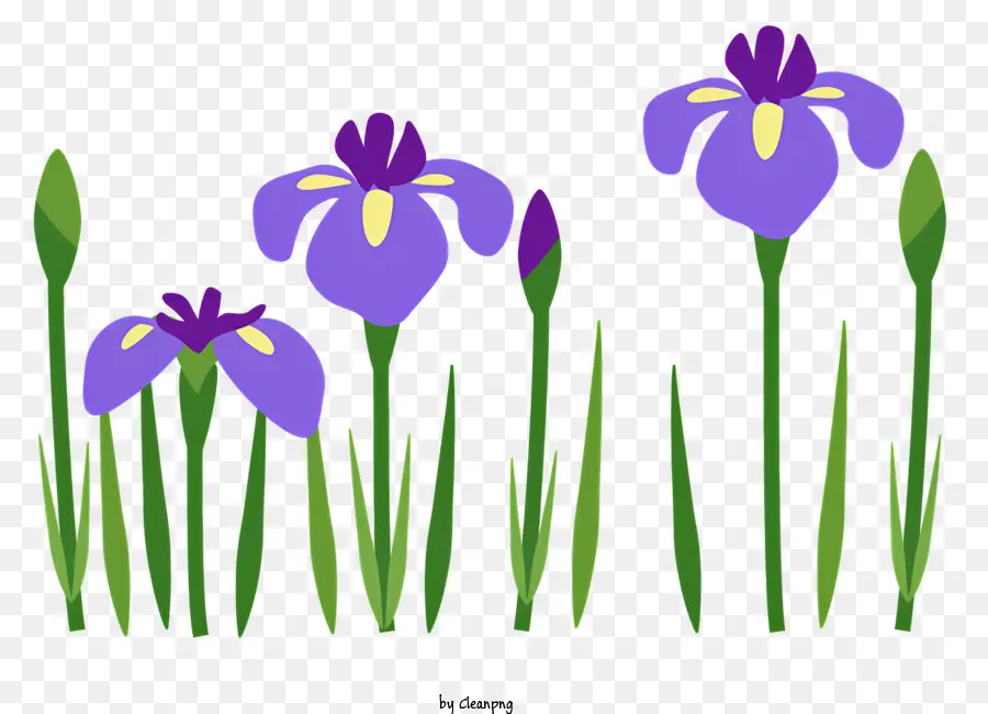 Fleurs D'iris，Iris Violets PNG