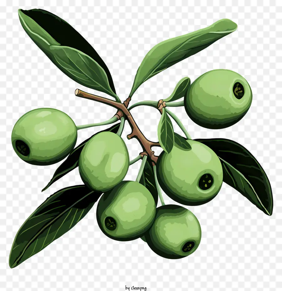 Branche D'olivier Dessinée à La Main，Olives PNG