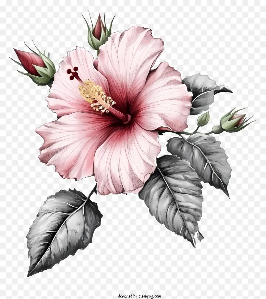 Rose Dessinée à La Main De Sharon，Rose Fleur D'hibiscus PNG