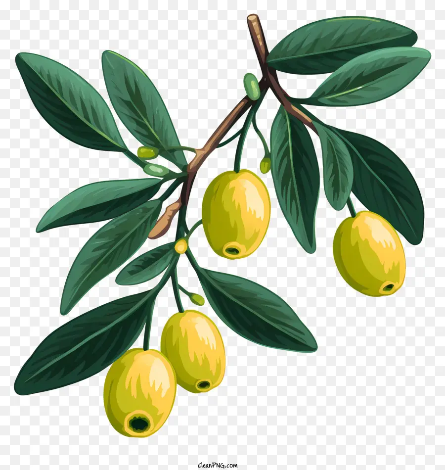 Branche D'olive Dessinée à La Main，Olivier PNG