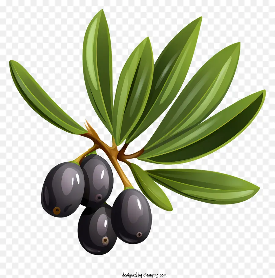 Branche D'olive Plate，Olivier Noir PNG