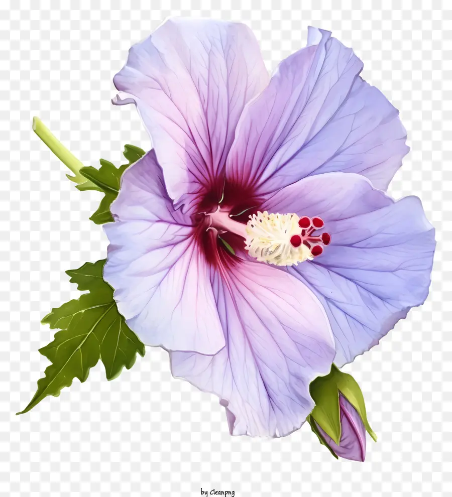 Aquarelle Rose De Sharon，Fleur Violette PNG