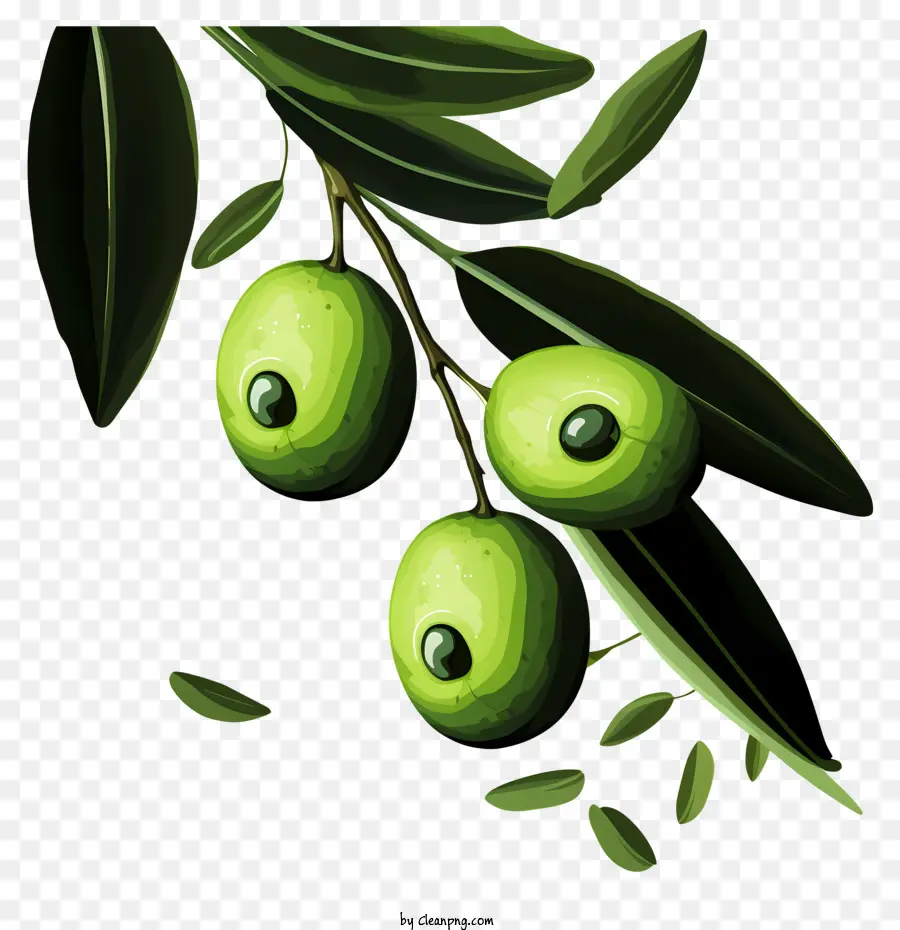 Branche D'olive Plate，Olives PNG