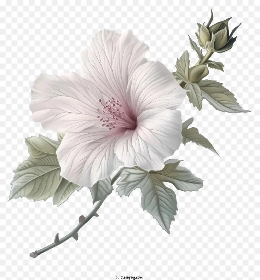 Rose De Sharon，Peinture à L'aquarelle PNG