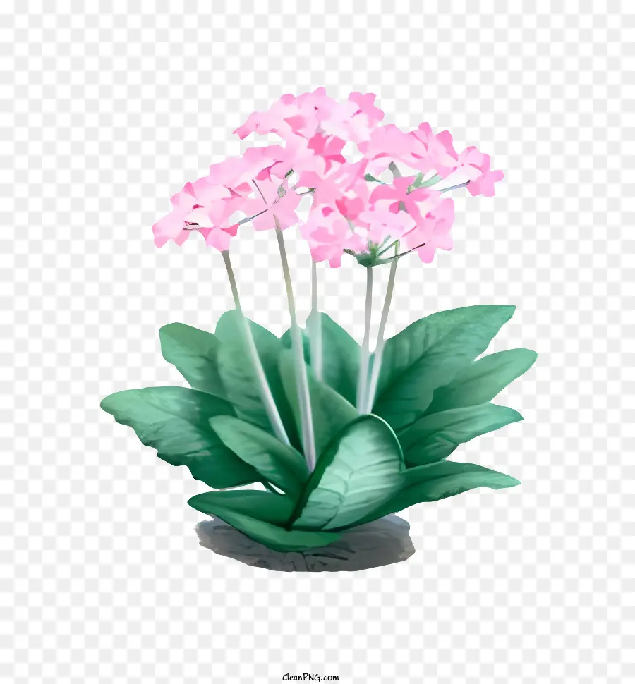 Fleur，Petite Plante PNG