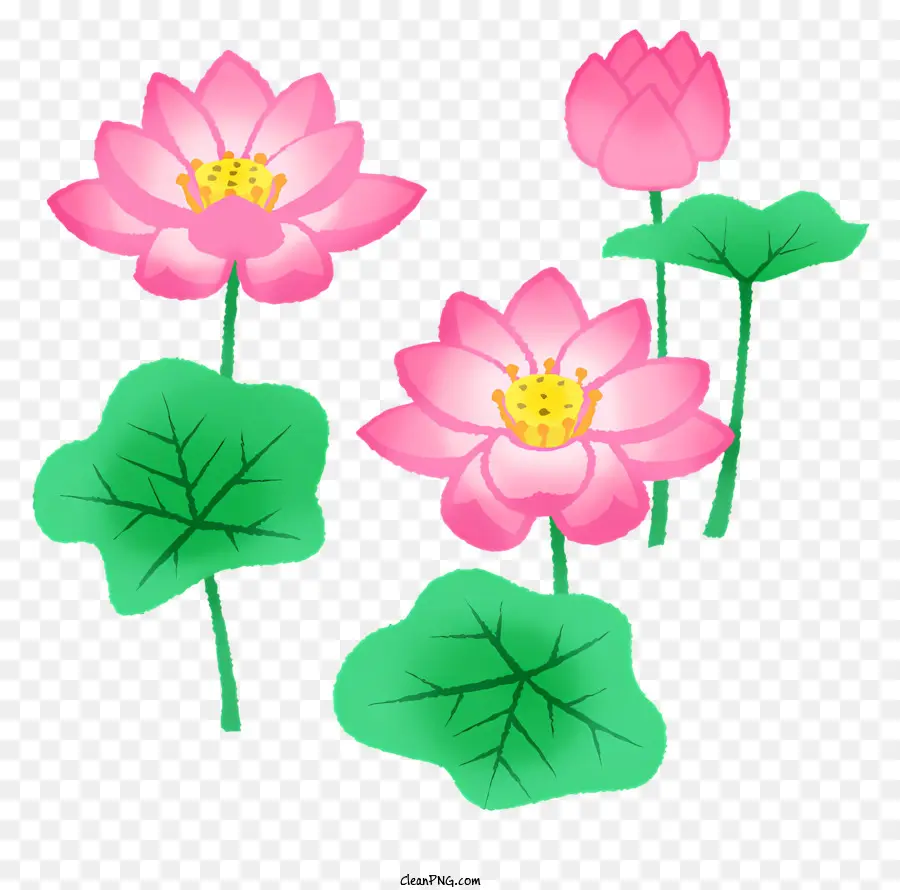 Fleurs De Lotus Rose，Grands Pétales Arrondis PNG