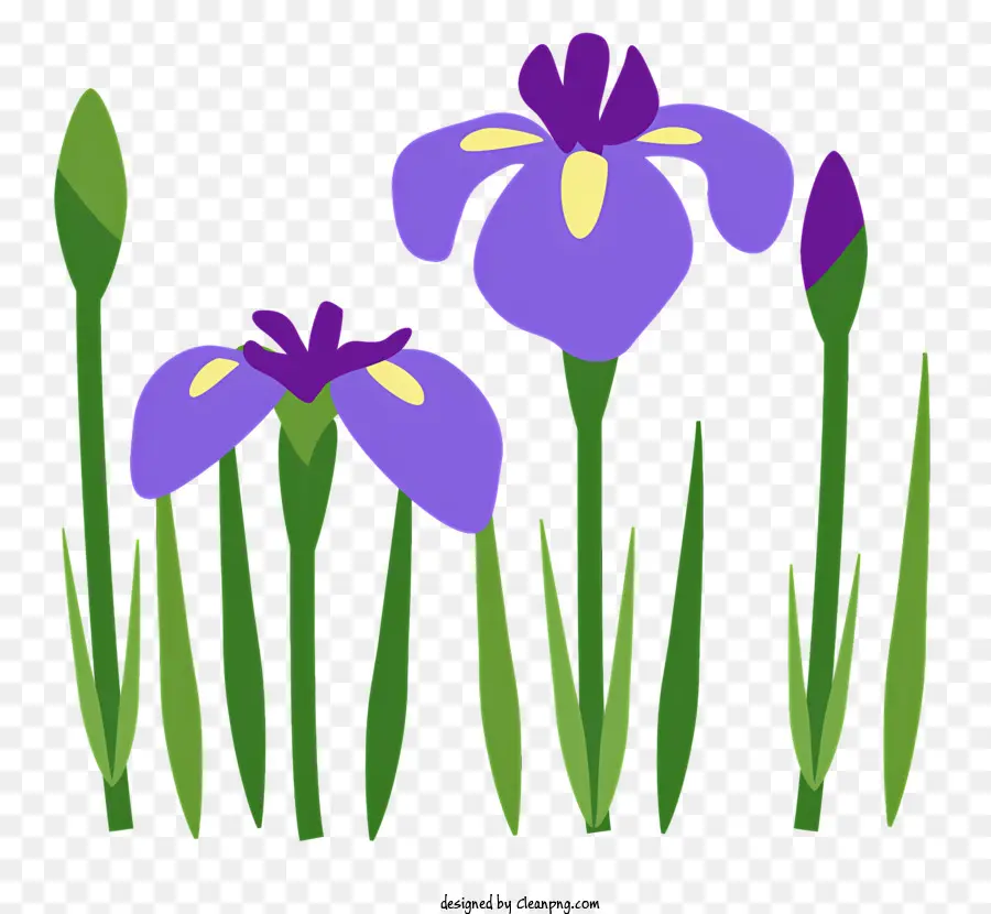 Printemps，Iris Violets PNG