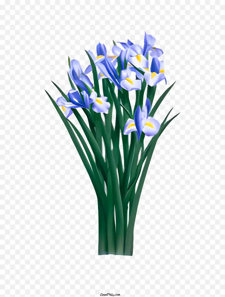 Fleur，Iris Fleur PNG