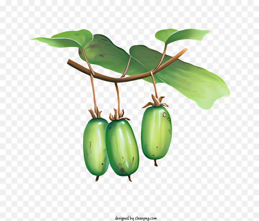 Fruit，Fruits Verts PNG