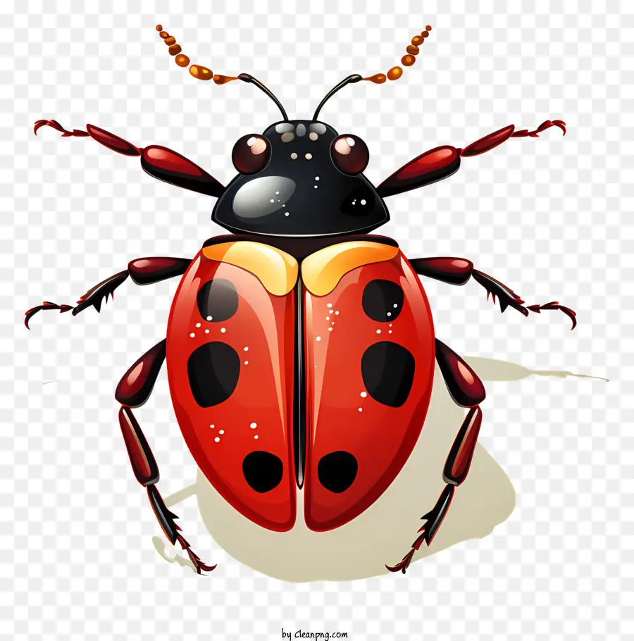 Coccinelle Plate，Coccinelle PNG