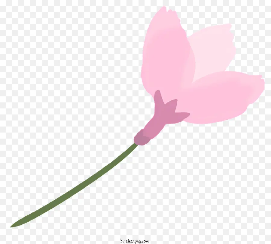 Sakura，Fleur Rose PNG