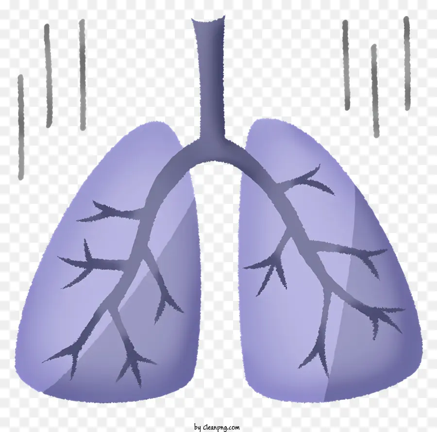 Les Poumons，Système Respiratoire PNG