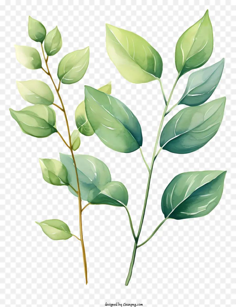 Feuilles D'aquarelle Dessinées à La Main，Plante Verte PNG