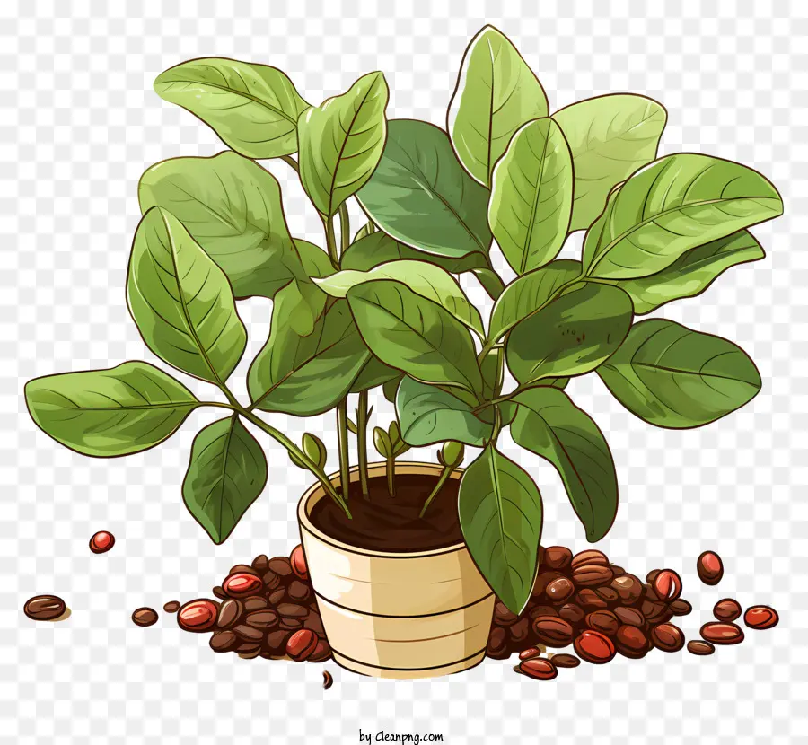 Usine De Café Plate，Petite Plante PNG