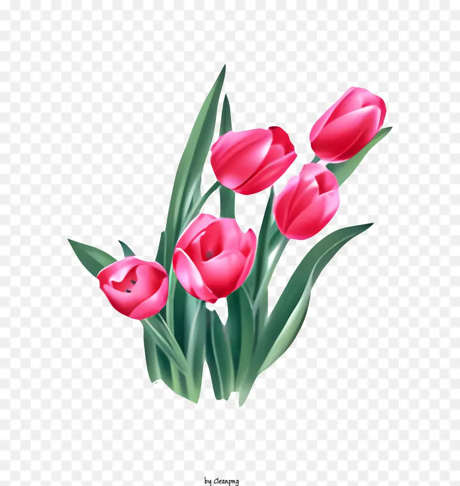 Fleur，Tulipes PNG