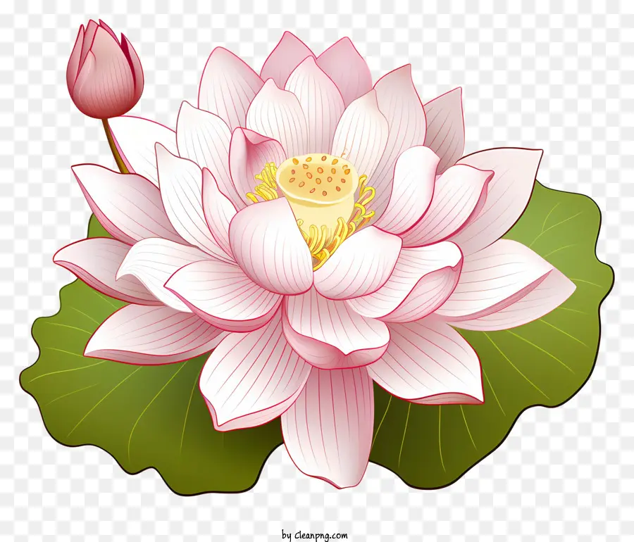 Fleur De Lotus De Style Croquis，Lotus Rose PNG