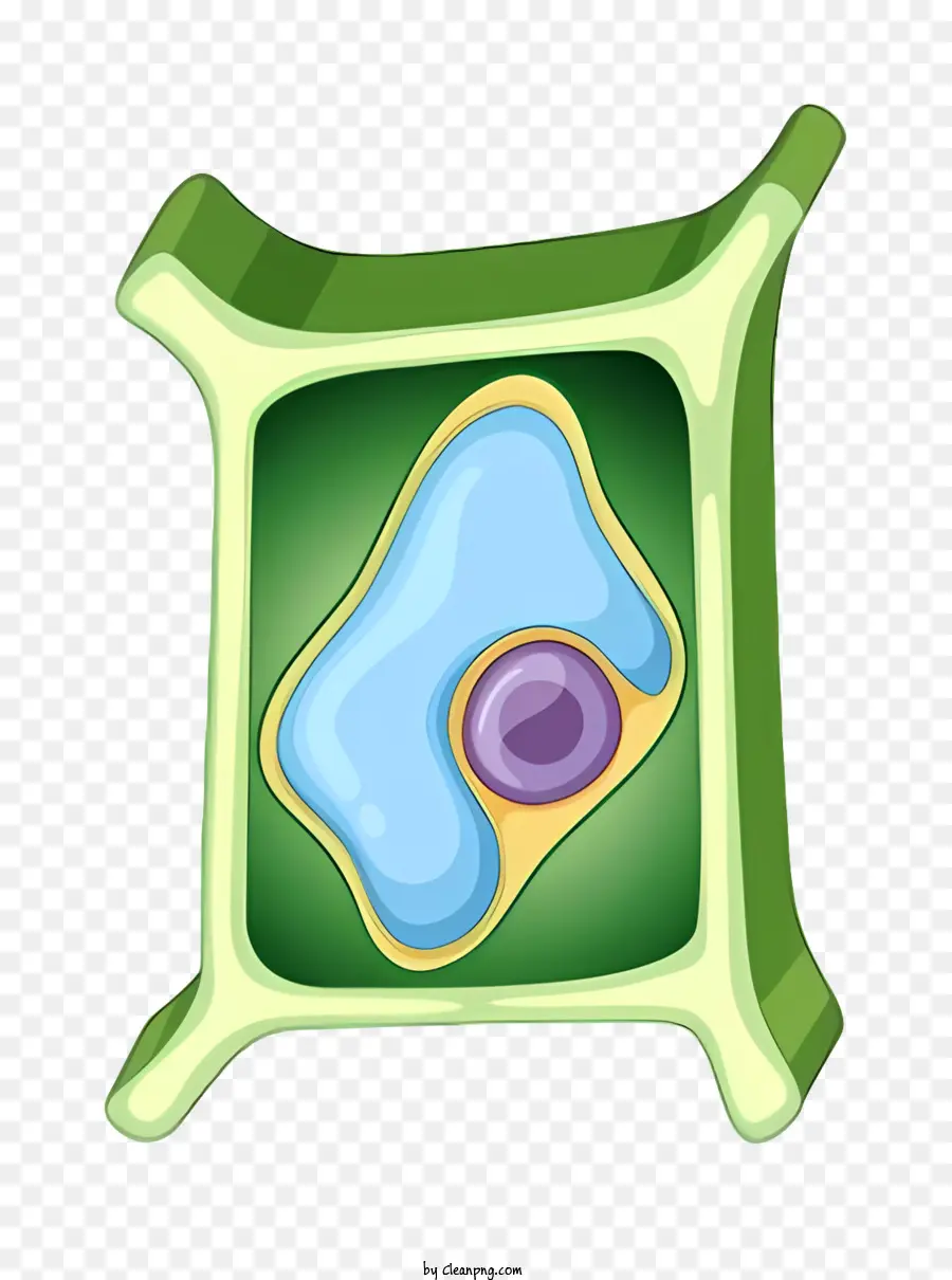 Cellule Végétale，La Membrane De La Cellule PNG