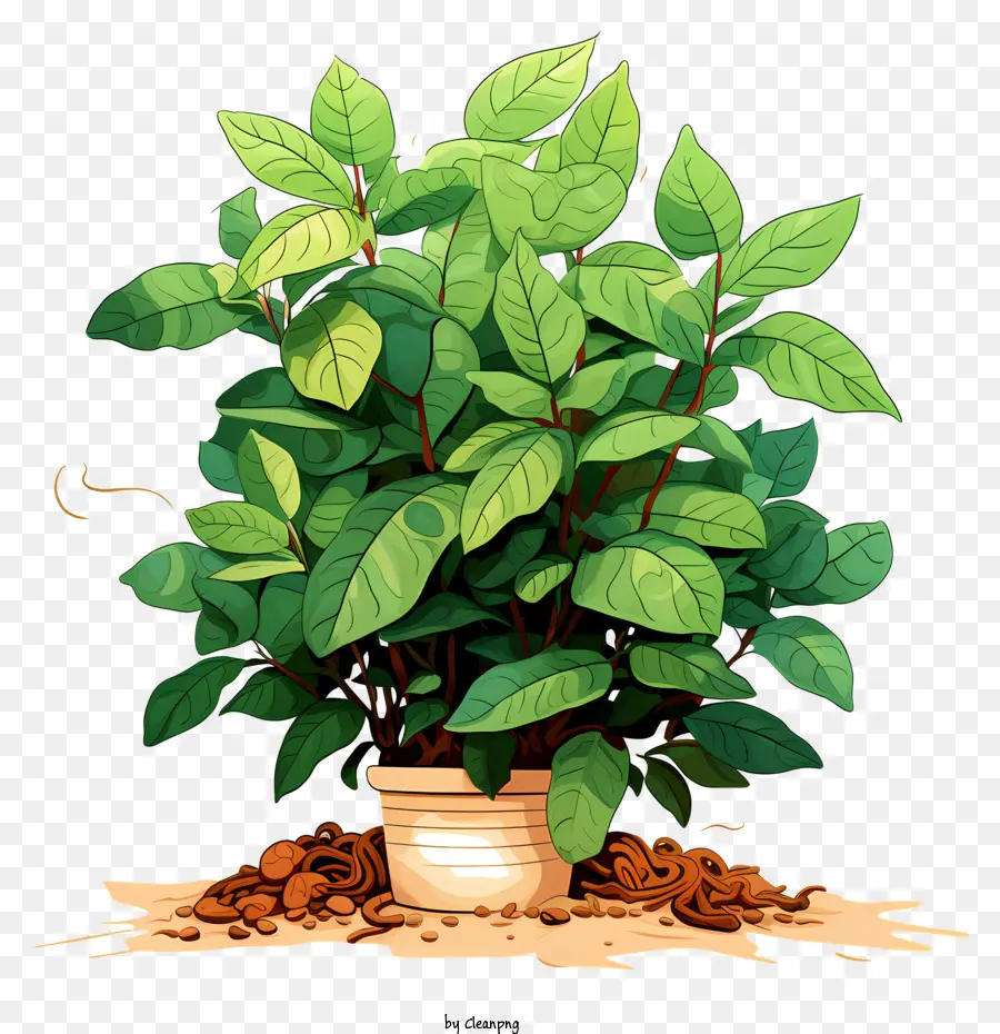 Plante De Café，Plantes Vertes PNG