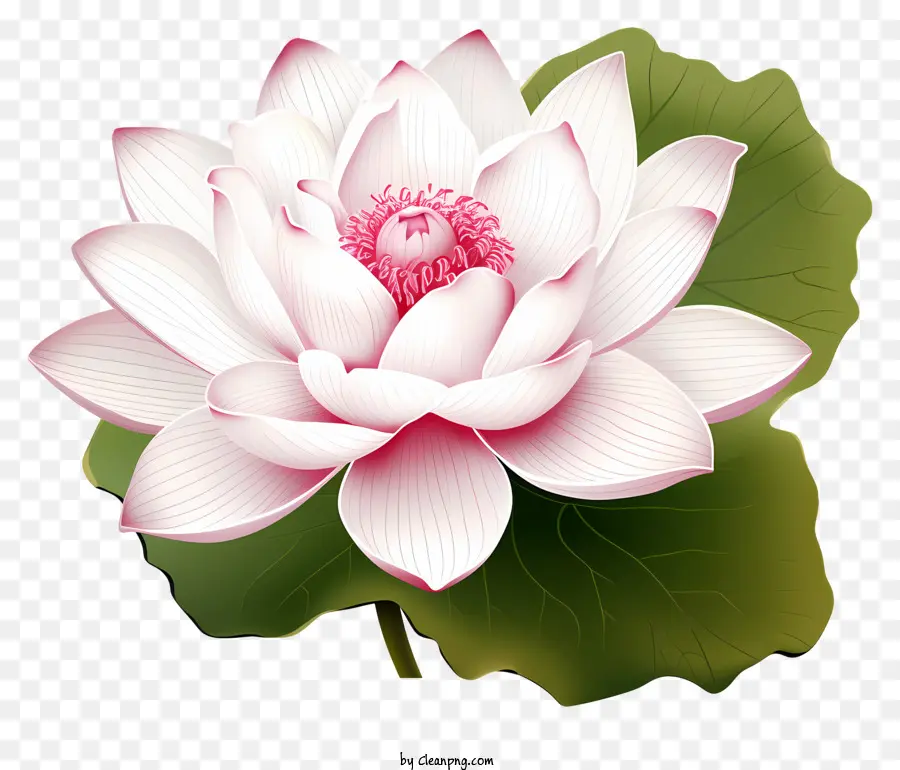 Fleur De Lotus De Style Croquis，Fleur De Lotus PNG