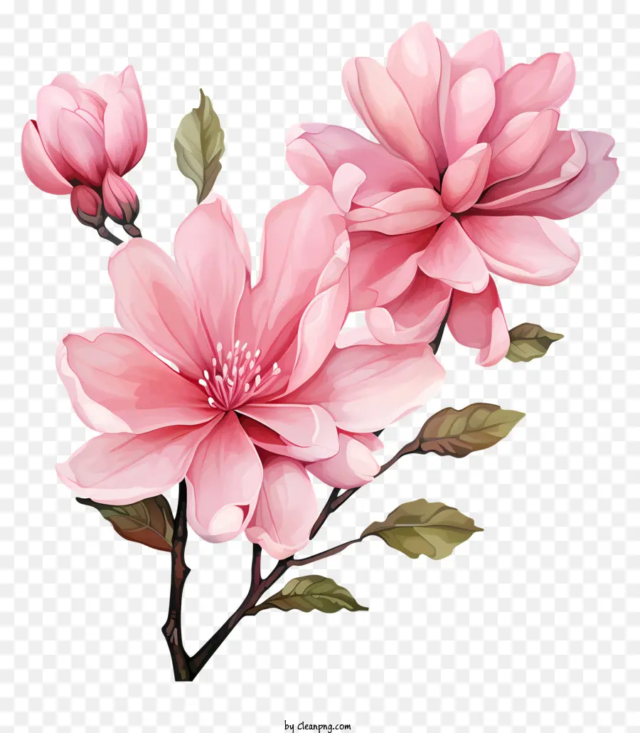 Aquarelle Fleur Rose，Fleur Rose PNG