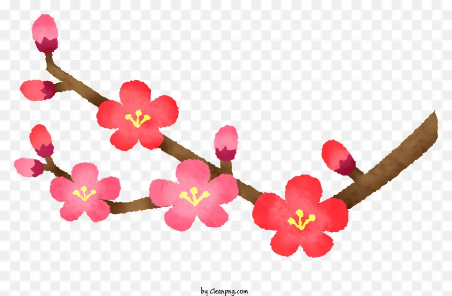 Sakura Fleurit，Fleurs De Cerisier PNG