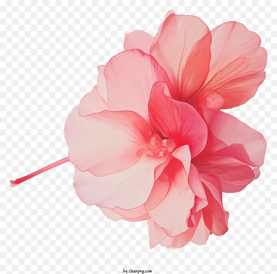 Bégonia，Hibiscus Rose PNG