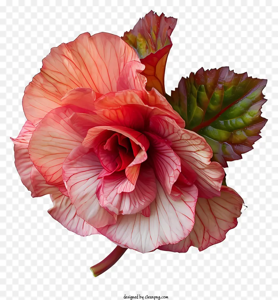 Bégonia，Fleur D'hibiscus PNG